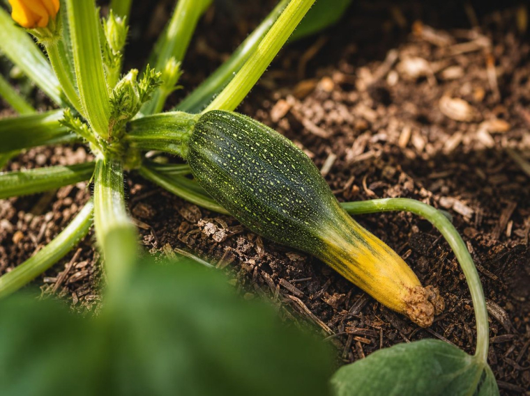 courgettes qui pourrissent avant de grossir jaunissent pourquoi maladies