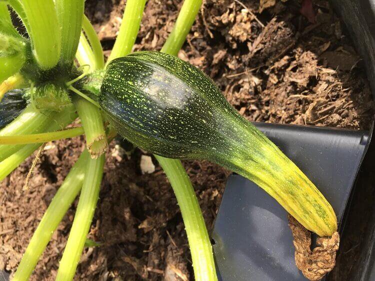 courgettes qui pourrissent avant de grossir jaunissent pourquoi maladies