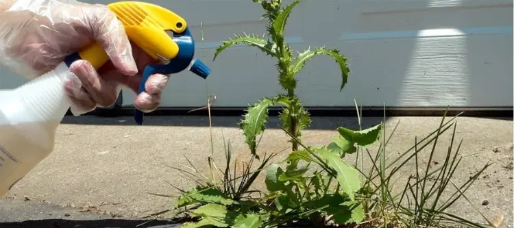 enterrer les mauvaises herbes pour les tuer ou utiliser herbicides faits maison