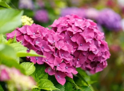 entretien des hortensias après floraison arrosage paillage engrais belles fleurs tout l'été