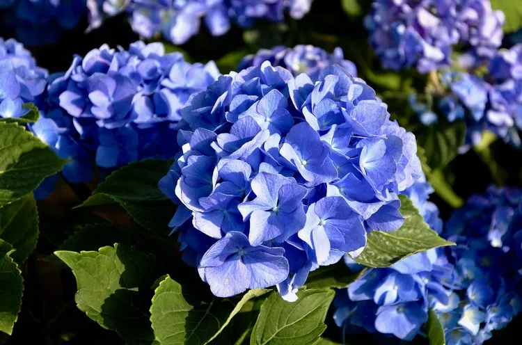 entretien des hortensias après floraison avoir de belles fleurs tout l'été engrais