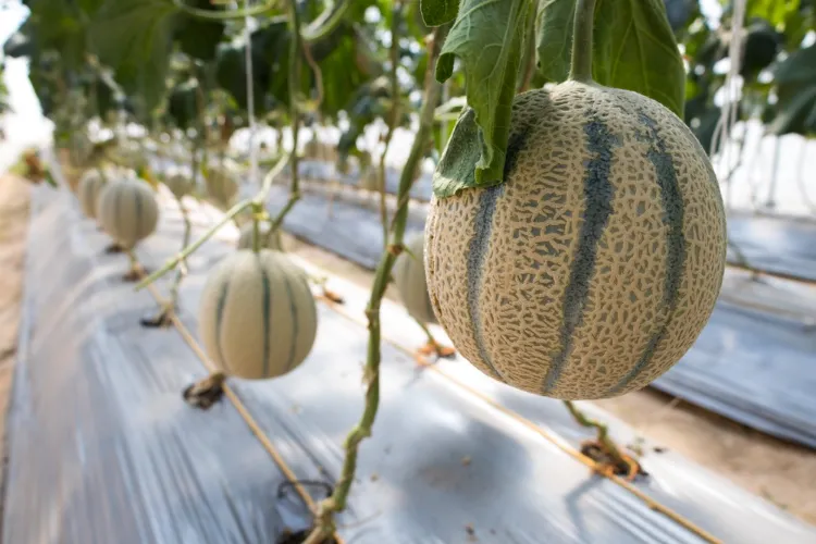entretien du melon pour le faire grandir 2023
