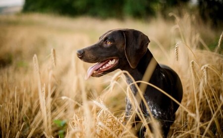 épillets chez chien pattes doigts comment protéger quand appeler vétérinaire