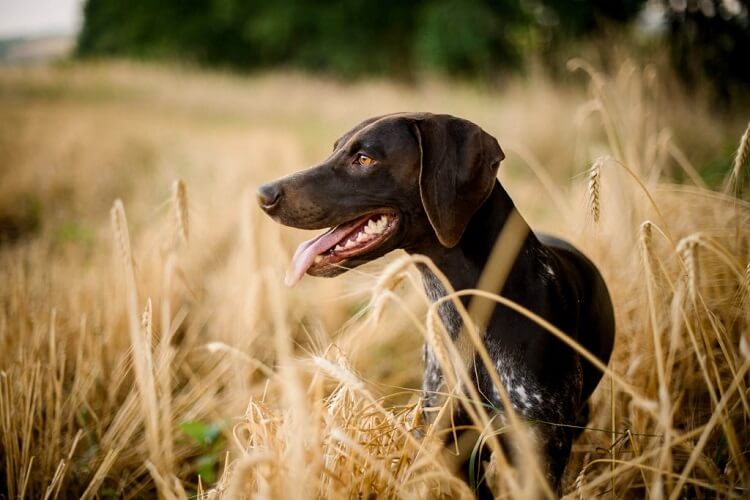 épillets chez chien pattes doigts comment protéger quand appeler vétérinaire