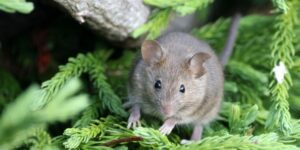 faire fuir les souris dans le jardin
