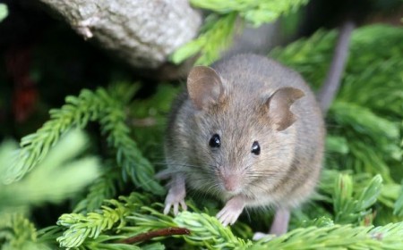 faire fuir les souris dans le jardin