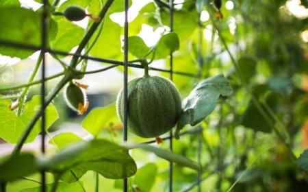 faire grimper les melons