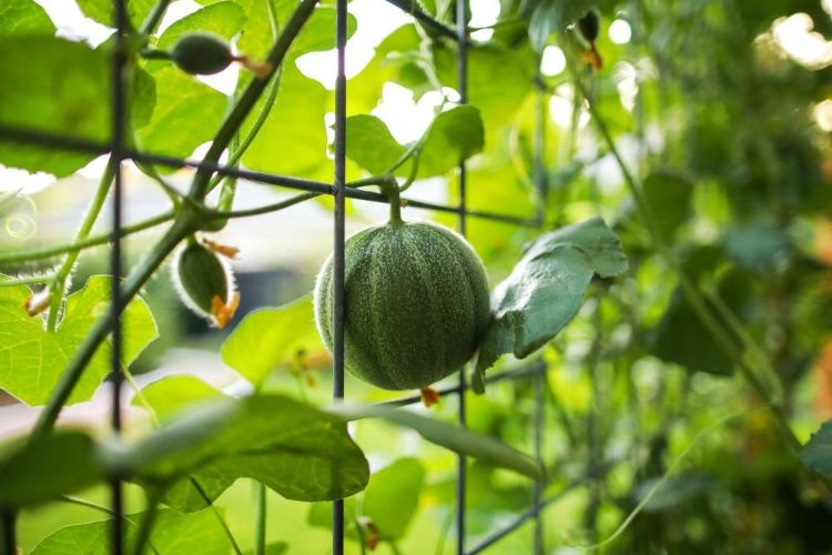 faire grimper les melons