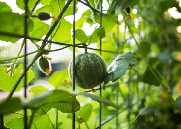 faire grimper les melons