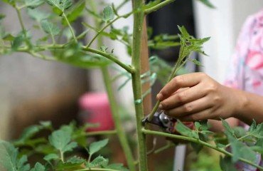 faire les tomates pousser plus vite astuce