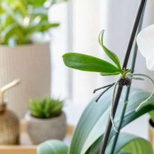 faire pousser une nouvelle hampe d'orchidée comment