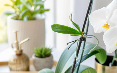 faire pousser une nouvelle hampe d'orchidée comment