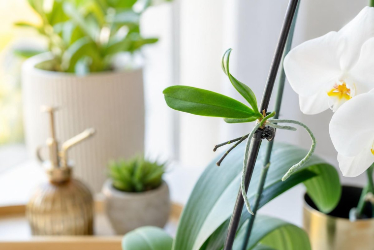 faire pousser une nouvelle hampe d'orchidée comment