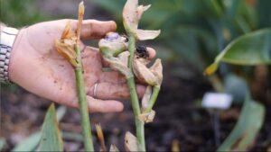 faut il couper les iris fanées après la floraison fleurs feuilles que faire