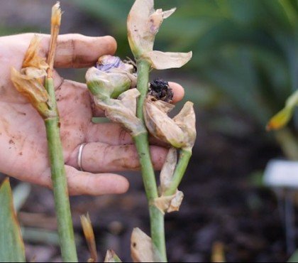 faut il couper les iris fanées après la floraison fleurs feuilles que faire