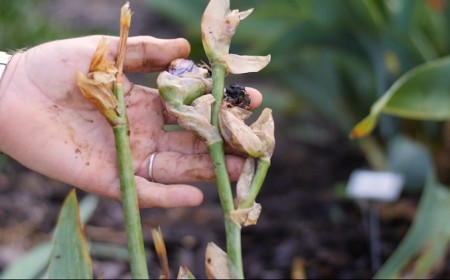 faut il couper les iris fanées après la floraison fleurs feuilles que faire