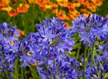 faut il tailler les agapanthes quand faut il couper les agapanthes fanées