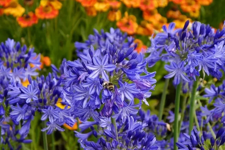 Faut-il tailler les agapanthes ? On vous dit tout