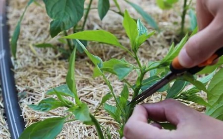 faut il tailler les poivrons pourquoi couper début de saison comment faire