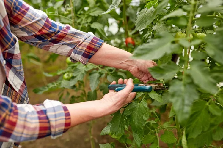 faut il tailler les tomates taille des tomates avantages inconvénients augmenter la fructification