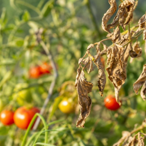 feuilles de tomates qui sèchent causes