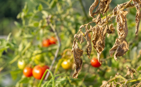 feuilles de tomates qui sèchent causes