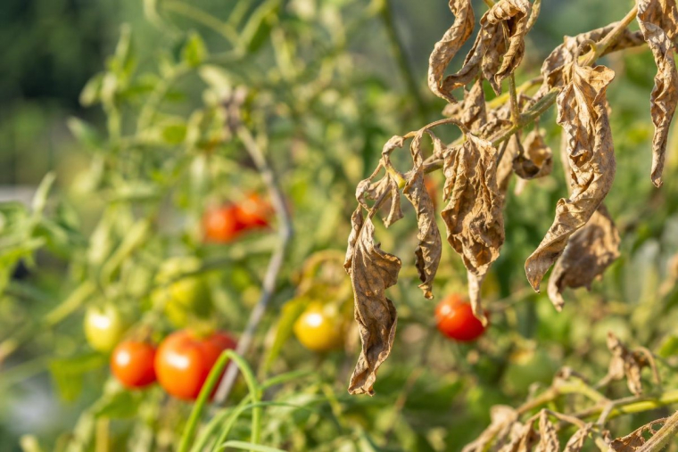 feuilles de tomates qui sèchent causes