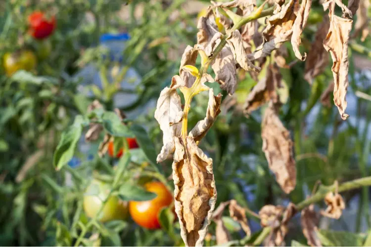 feuilles de tomates qui sèchent causes