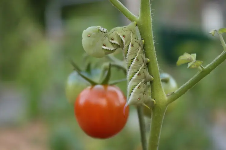 feuilles de tomates qui sèchent jaunissent s'enroulent se recroquevillent pucerons