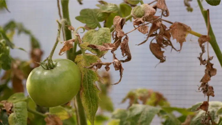 feuilles jaunes plantes de tomates qui fanent maladies traitement