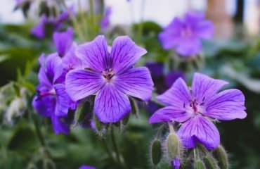 fleur de bordure violette ombre jardin potager terrasse pot maison vivace grimpante bleu fleurit plantes jardinage orange