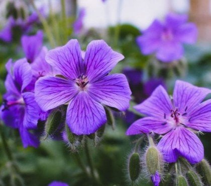 fleur de bordure violette ombre jardin potager terrasse pot maison vivace grimpante bleu fleurit plantes jardinage orange
