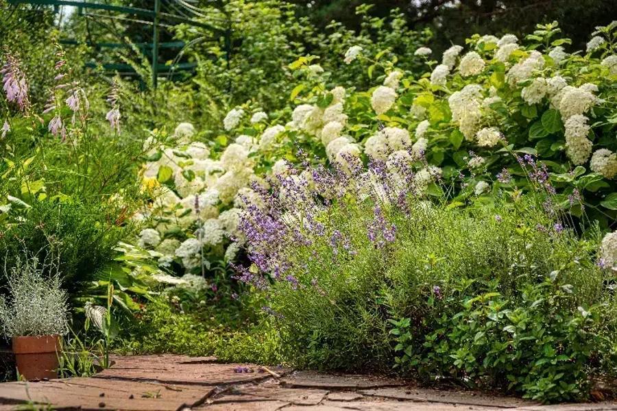 fleurs au pied des hortensias