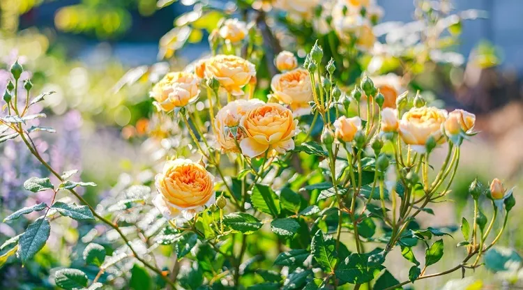 fleurs qui aiment la chaleur rosiers pour un jardin plein sud sans arrosage entretien facile