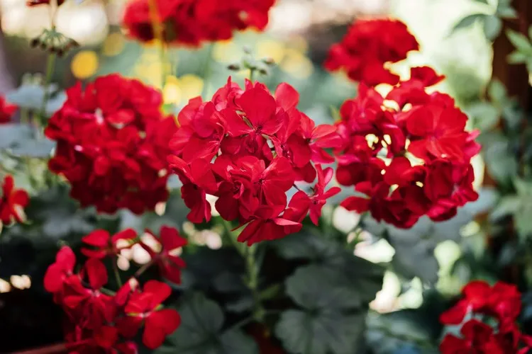géranium pour balcon pélargonium plante vivace plein soleil fleurs rouges