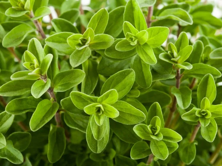 herbes aromatiques résistant à la sécheresse marjolaine comparée thym origan rustique