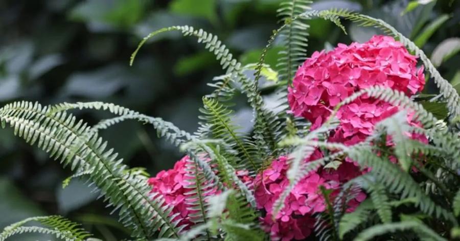 hortensia avec plantes à feuillage persistant 2026