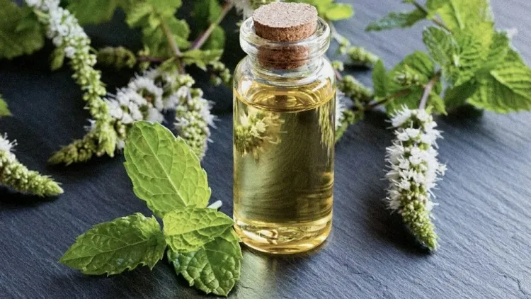 huile essentielle menthe poivrée utilisation plantes fins thérapeutiques cosmétiques