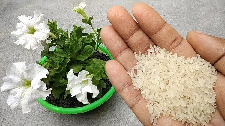 idées utiliser le riz comme un engrais pour les plantes mettre des grains de riz non cuits dans les pots de fleurs pourquoi engrais naturel efficace amidon