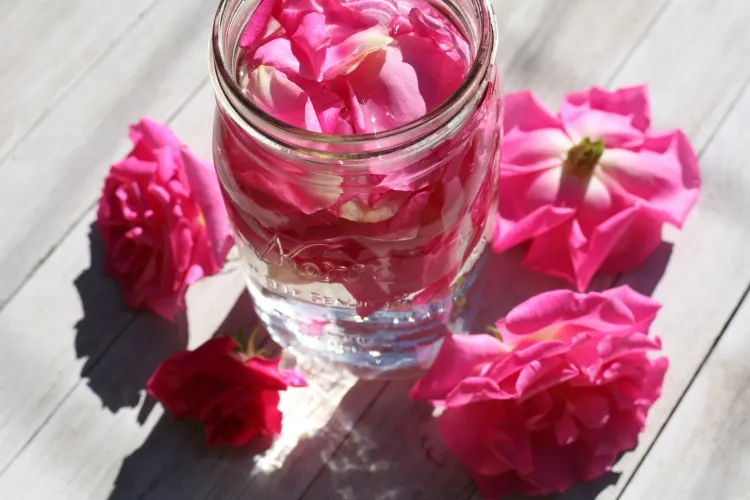 infusion pétale de rose parfumée propriétés médicinales boisson fraîcheur