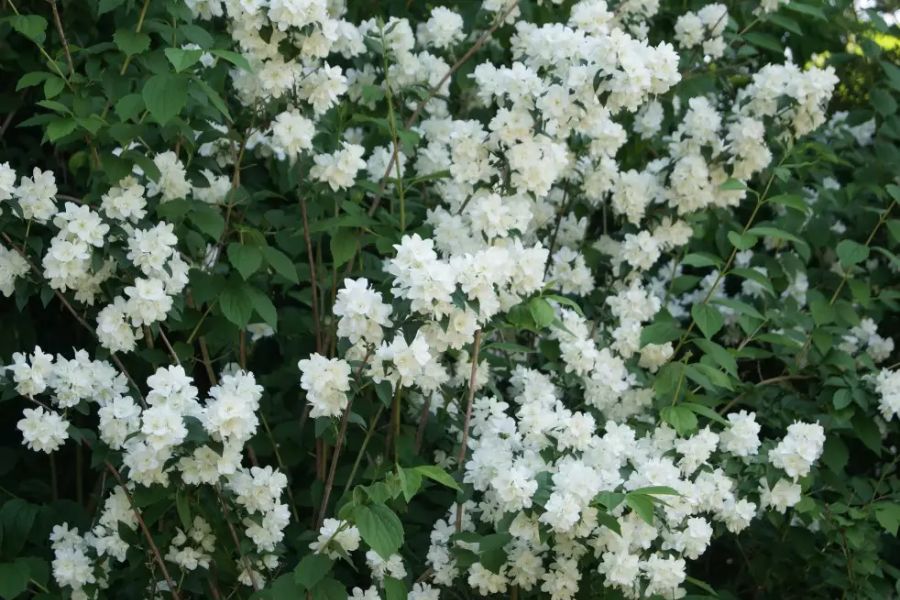 le jasmin des poètes pousse vite au jardin