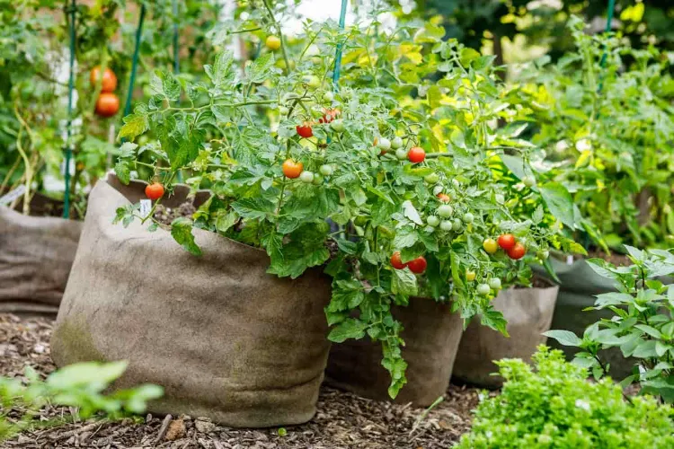 légumes dans un potager en sac terreau jardin balcon terrasse fumier terre bacsac culture tendance 2023
