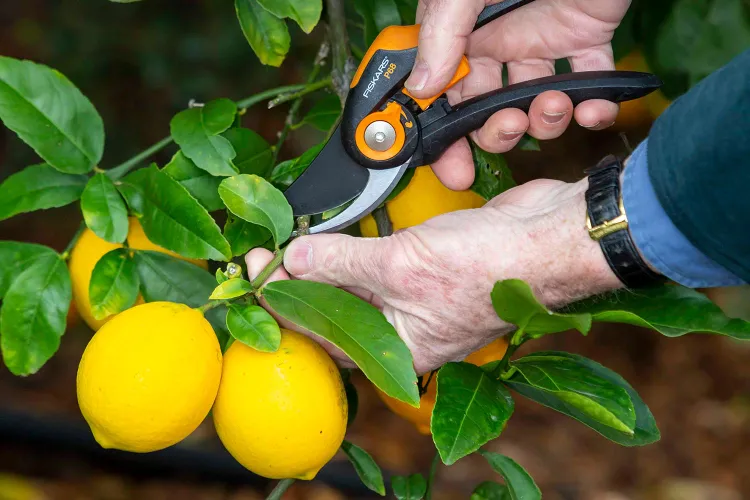 les erreurs les plus courantes à éviter tailler un citronnier en pot conseils quand comment video tuto hiver printemps maladie jardin