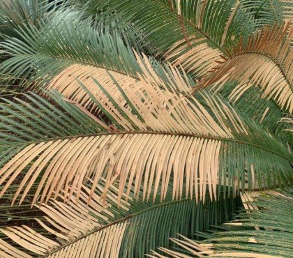 les remèdes à un palmier qui jaunit