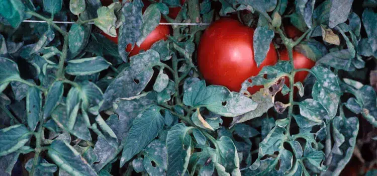 lutte naturelle contre l’oïdium et le mildiou des tomates