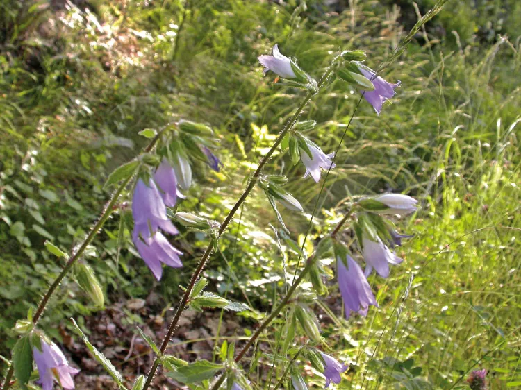 maladies des campanules 2023