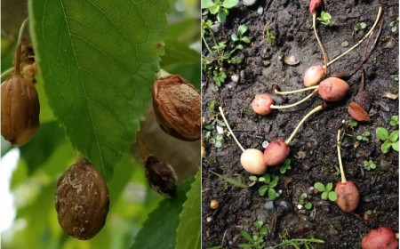 maladies du cerisier pourquoi les cerises sèchent sur l'arbre ou tombent avant maturité