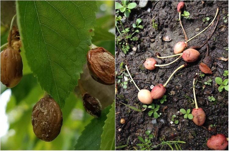 maladies du cerisier pourquoi les cerises sèchent sur l'arbre ou tombent avant maturité