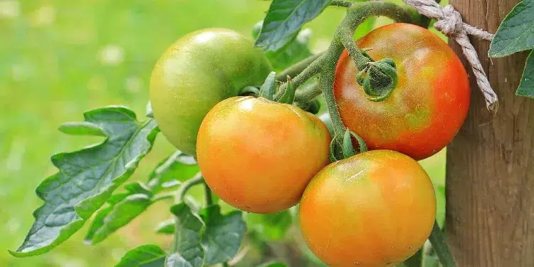 manque de chaleur pour que les tomates ne rougissent pas 2023