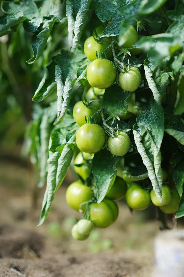 manque de chaleur tomates 2023